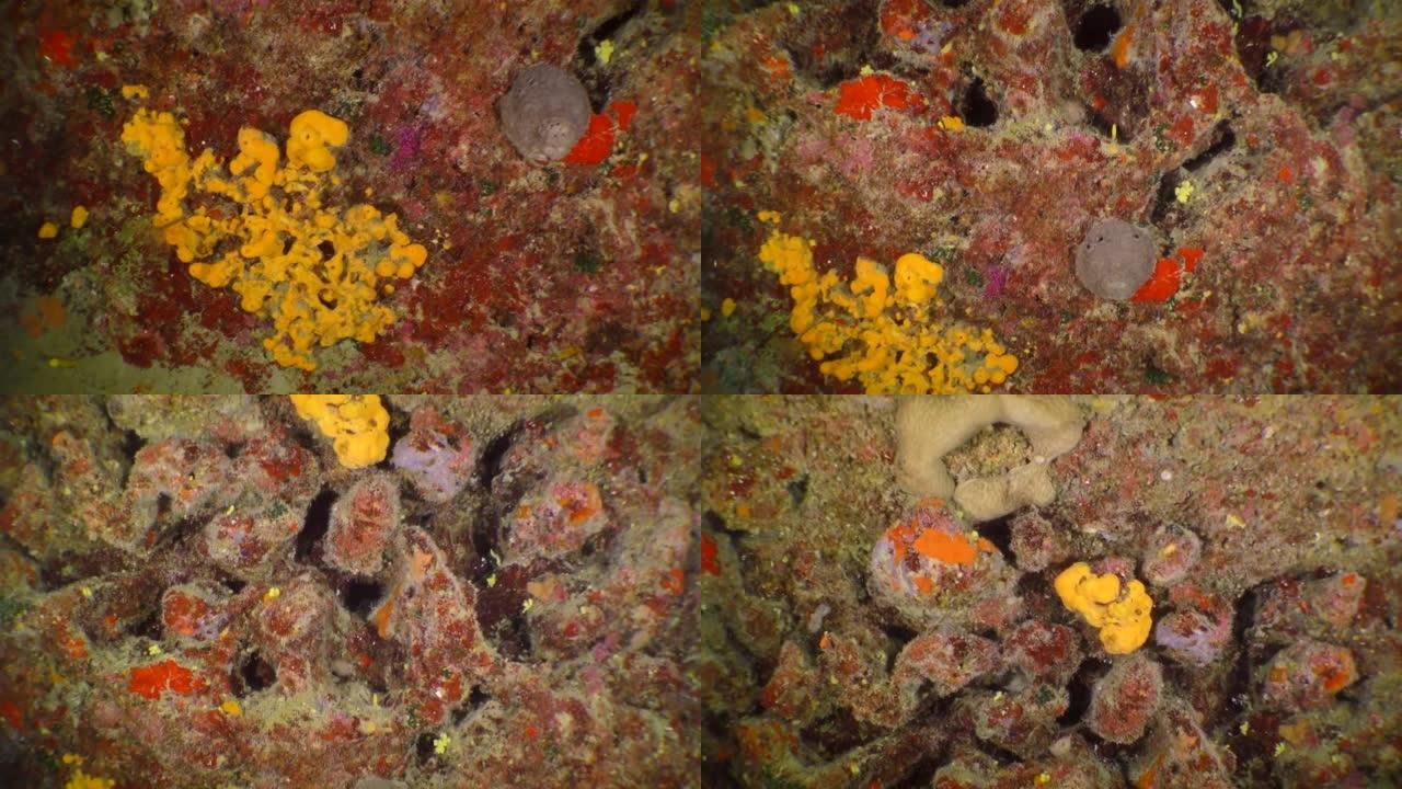 摄像机沿着水下石窟的墙壁移动，显示出五颜六色的明亮海绵。