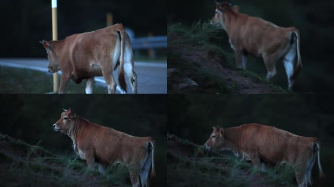 晚上有一头母牛过马路的镜头