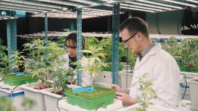 两名年轻的植物科学家在温室中分析农作物