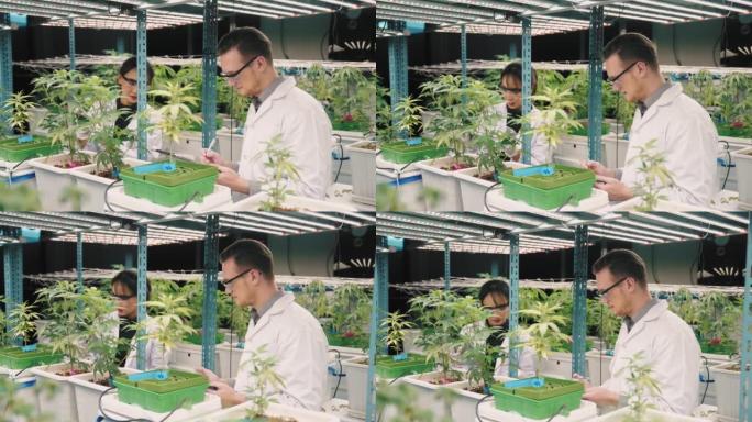 两名年轻的植物科学家在温室中分析农作物
