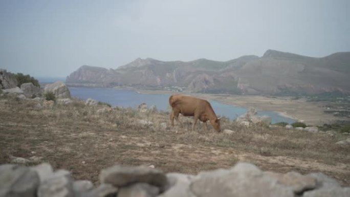 母牛在海洋附近的悬崖边行走的静态镜头