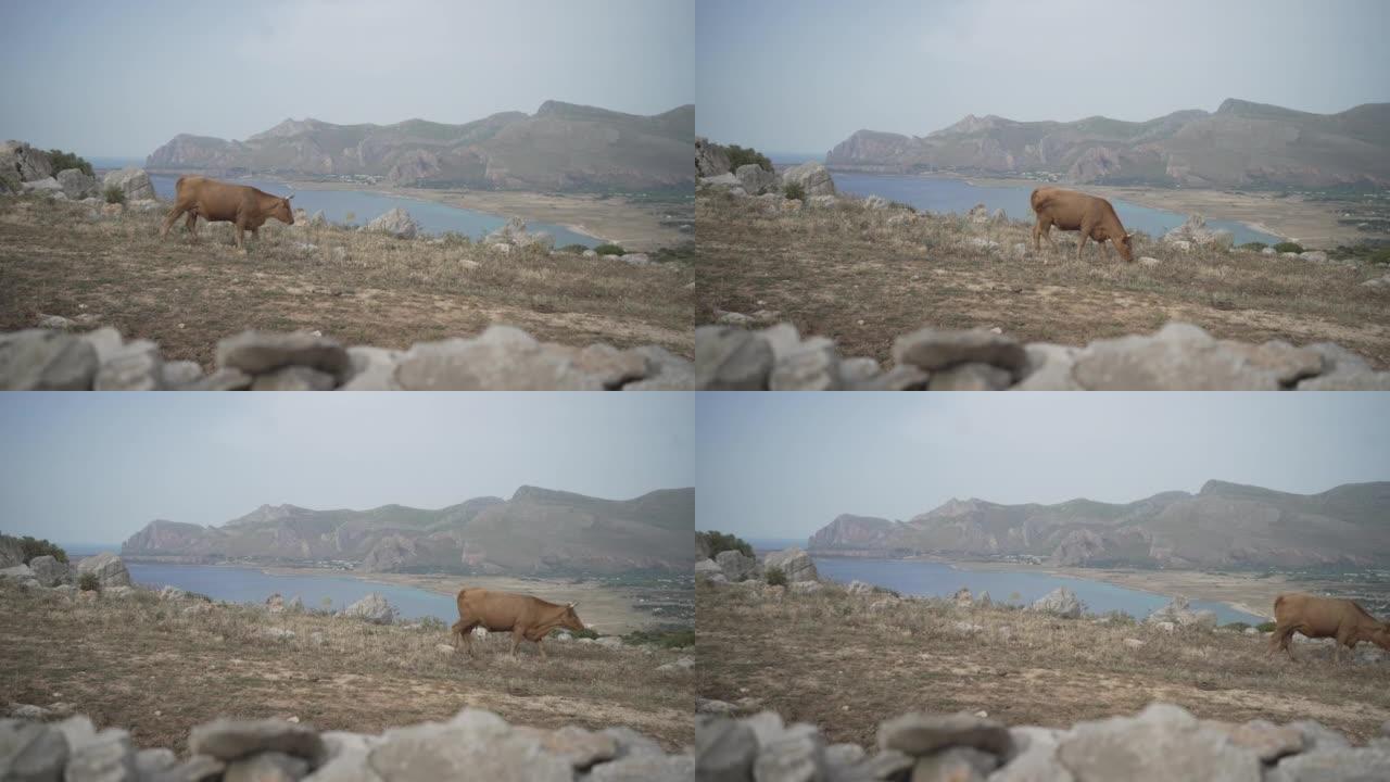 母牛在海洋附近的悬崖边行走的静态镜头