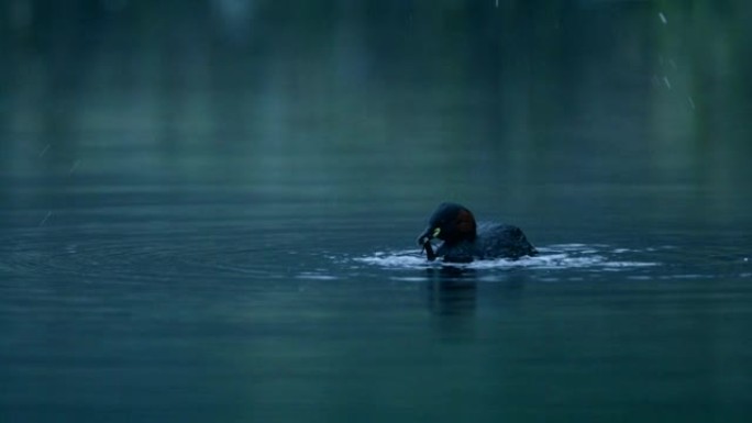 黄昏时鸭子在池塘上游泳的特写镜头