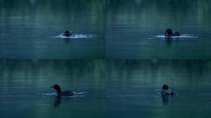 黄昏时鸭子在池塘上游泳的特写镜头