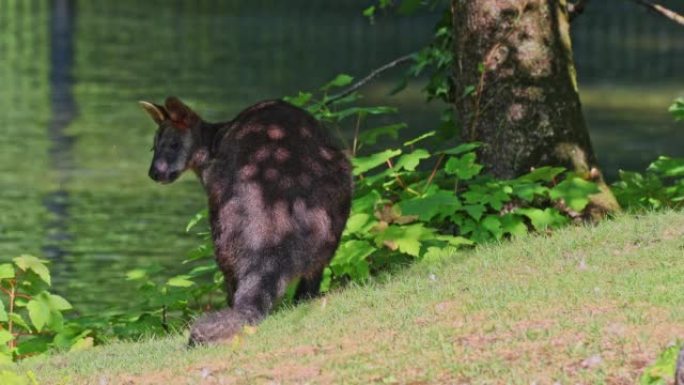 沼泽袋鼠 (Wallabia bicolor) 是较小的袋鼠之一