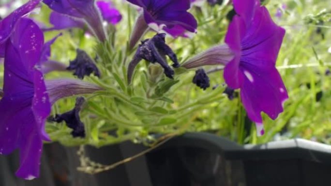 露台上的紫色矮牵牛花。德国。高质量4k镜头