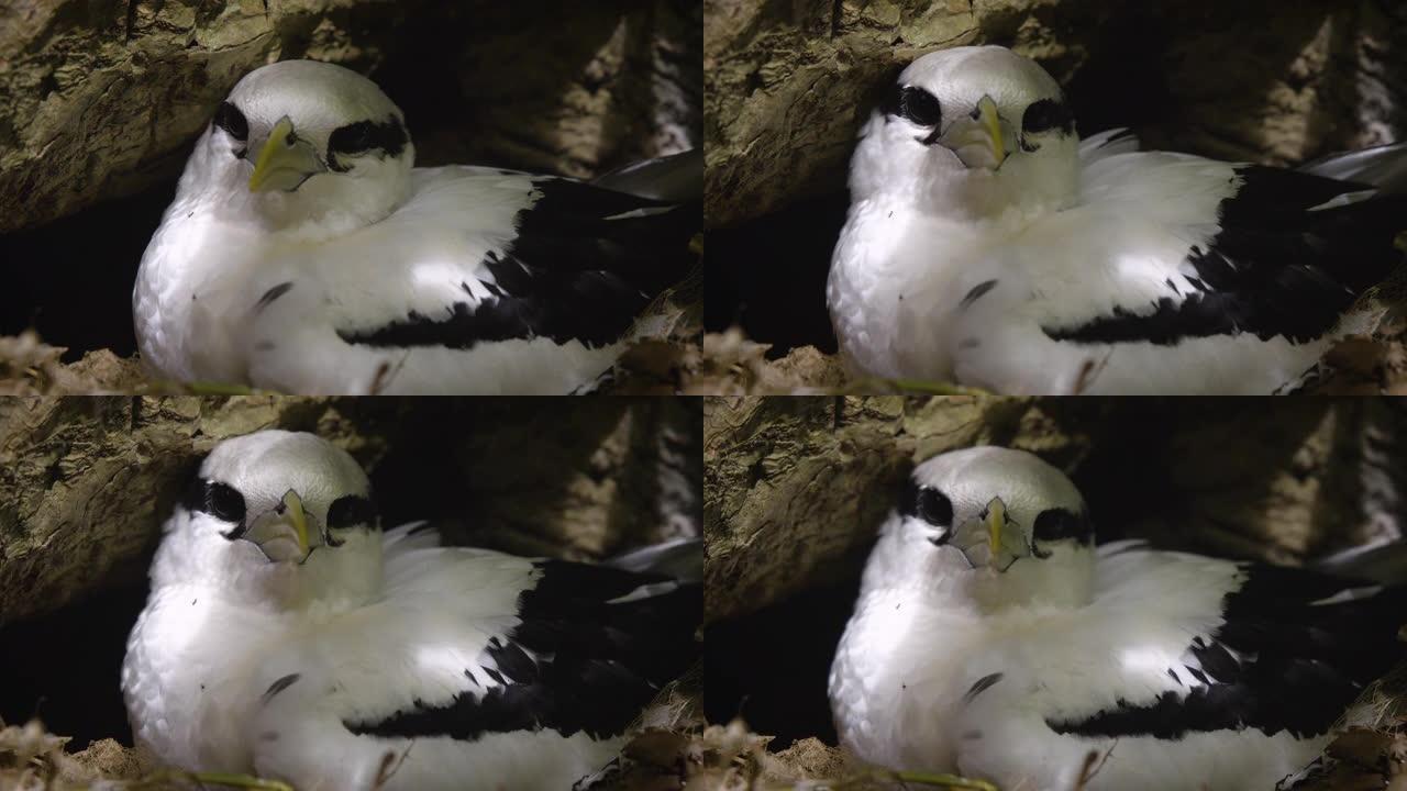 一只白鸟在树下筑巢的细节照片