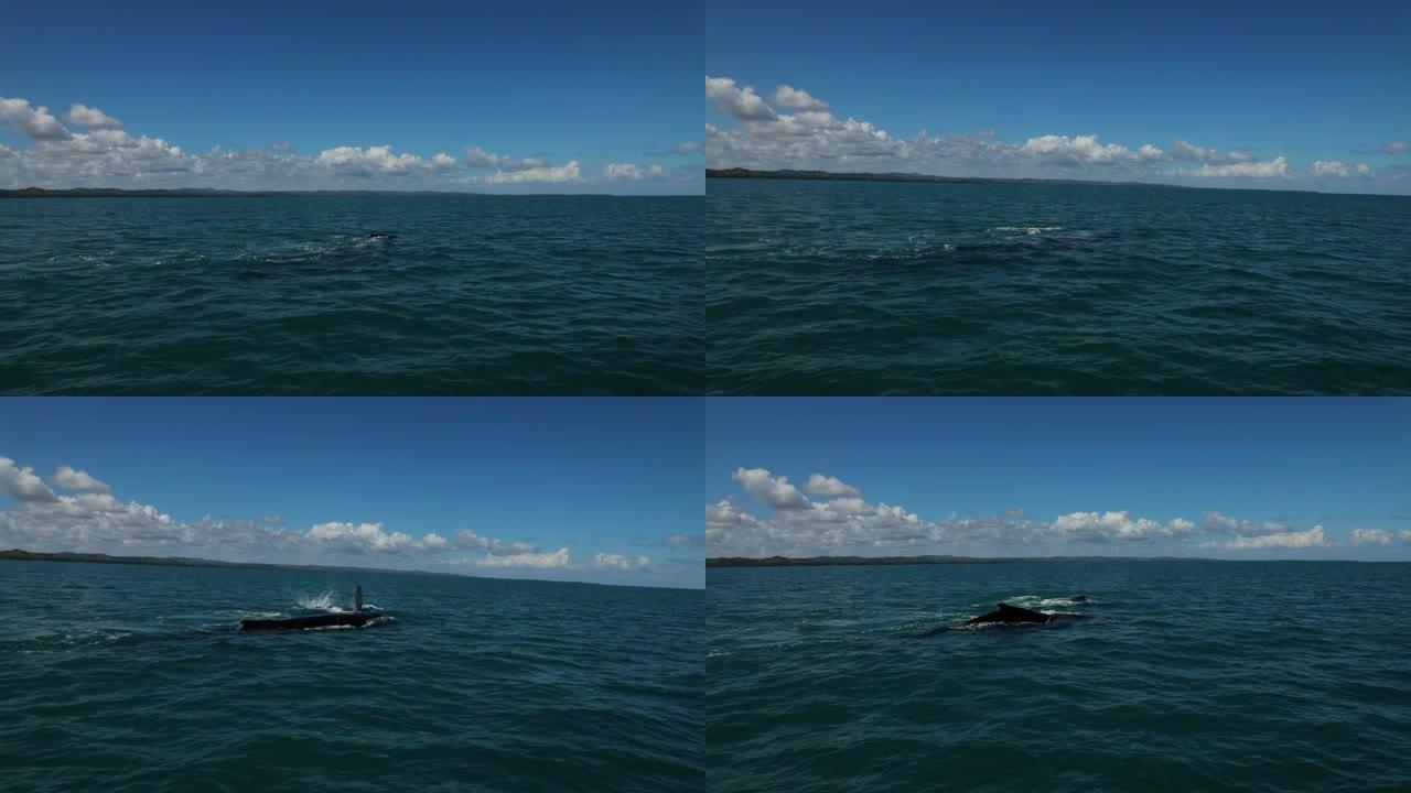 座头鲸在加勒比海旋转和呼吸空气的慢动作。
