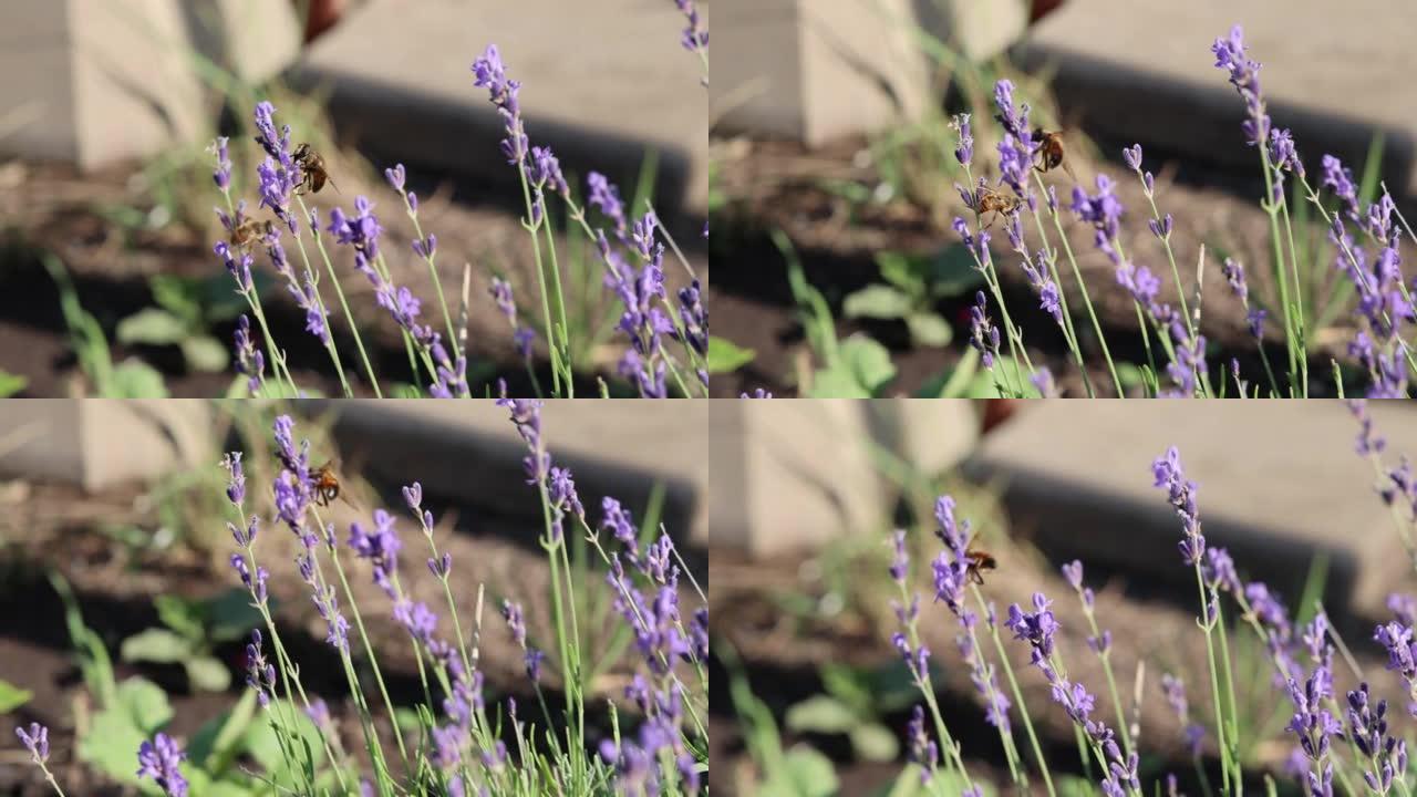 蜜蜂给薰衣草花授粉的特写镜头