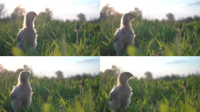年轻的小鸡坐在绿草丛中。滑块镜头。