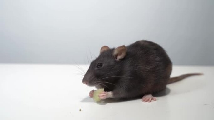 家鼠用爪子握住奶酪时吃奶酪的慢动作。白色背景上的黑鼠。动物概念。