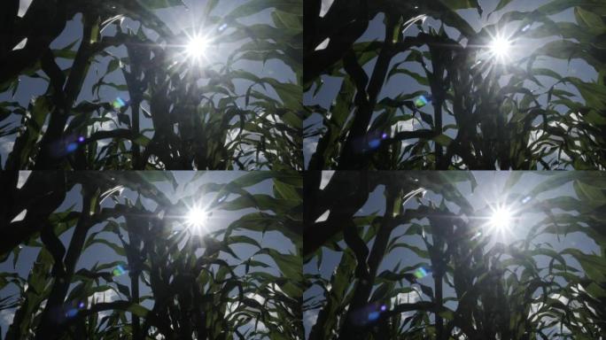 绿叶玉米在田间和蓝天白云。玉米植物农场。玉米地的边缘，玉米秸秆，叶子和流苏在微风中挥舞。农业农业综合