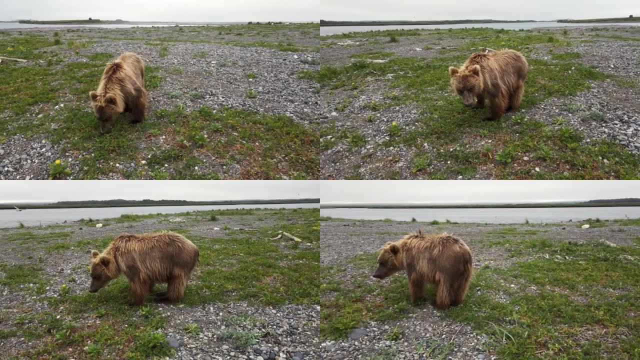 一只棕熊在河岸上挖掘岩石的无人机视图寻找食物