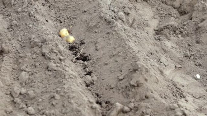 种植时在地里发芽的马铃薯块茎。早春准备花园季节。土豆块茎特写镜头在地上的一个洞里。种薯。季节性工作。