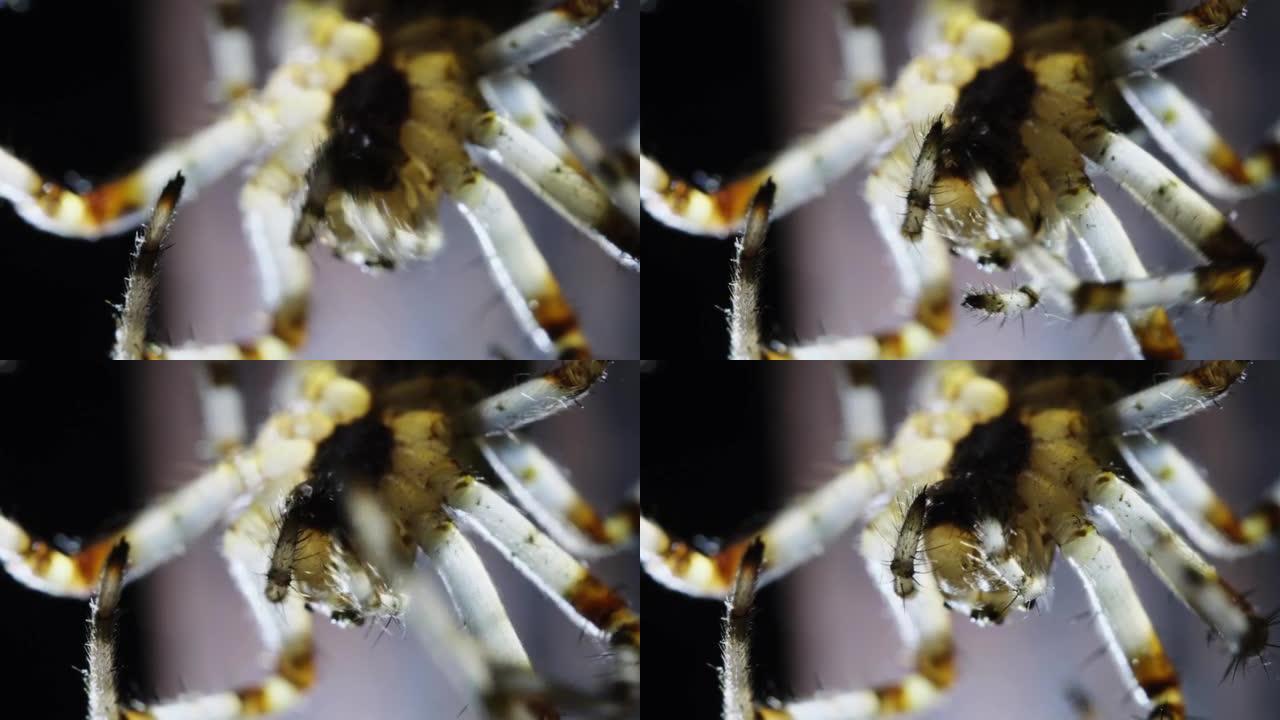 慢动作60 fps的蜘蛛，刚毛的爪子，下颌骨的微距镜头。可怕的令人毛骨悚然的昆虫，详细的宏观视频，黑