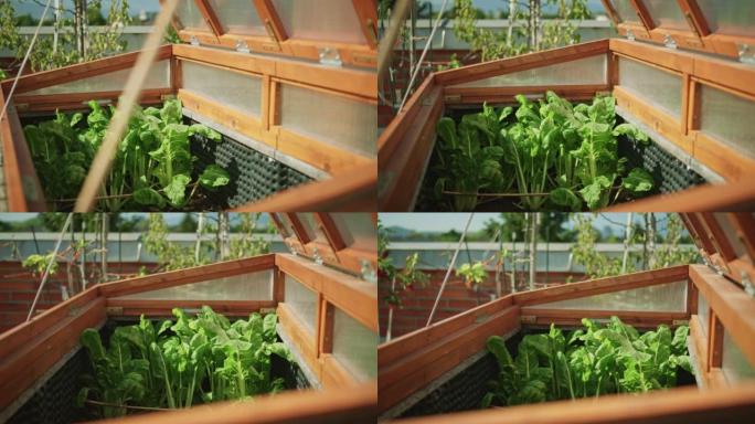 DS瑞士甜菜花生长在屋顶花园的高床上