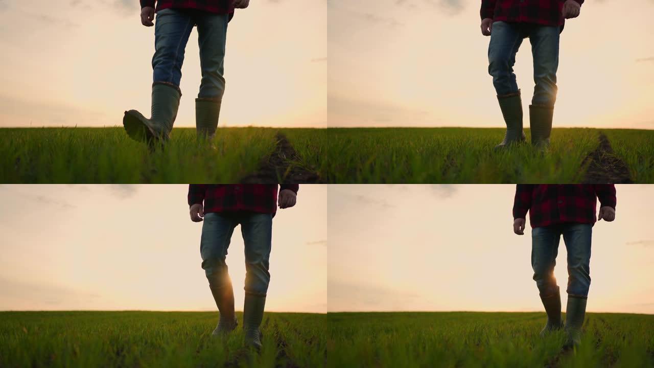 一位农夫的鞋子在日落时慢动作地穿过绿色幼苗的田野的特写镜头