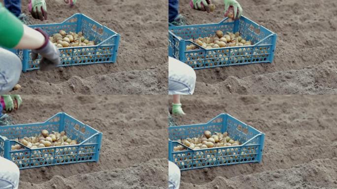 一位女农民在地下手工种植马铃薯块茎。为花园季节做准备。种薯。农民在肥沃的花园土壤中种植有机马铃薯。种