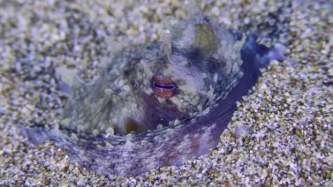 普通章鱼 (章鱼) 埋在沙子里，眼睛脉动着不同的颜色，缓慢离开。
