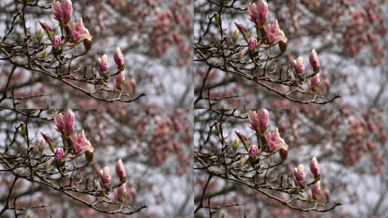 粉红色的幼小半开开花木兰树。在春季关闭带有芽的玉兰花树枝。美丽的粉红色的木兰花花在微风中，树枝在移动