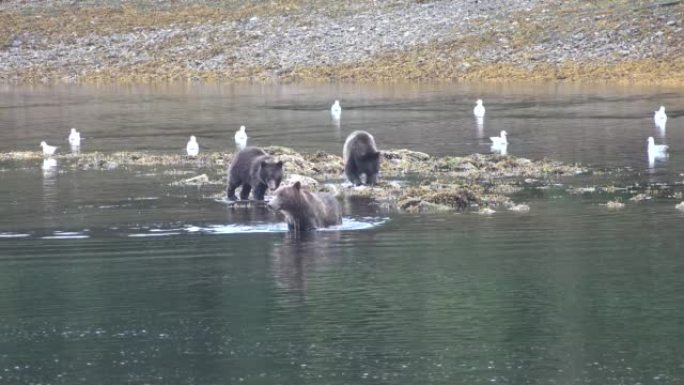阿拉斯加的野生动物。熊来到一条山区河流，在其中捕鱼。