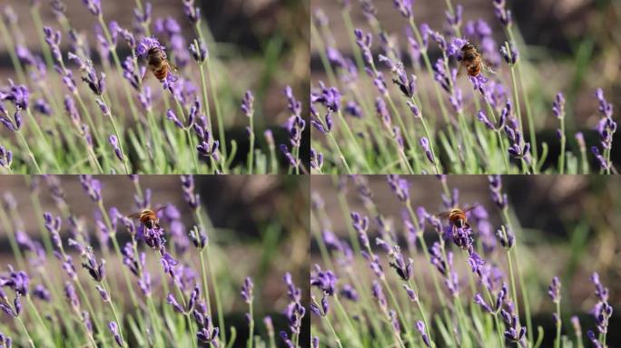 蜜蜂给薰衣草花授粉的特写镜头