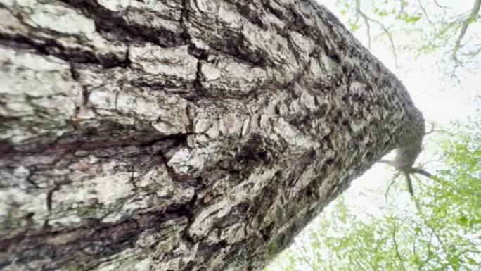 森林里的树从下往上拍摄。旧橡木微距在其厚树皮上拍摄。森林里绿叶的橡树。