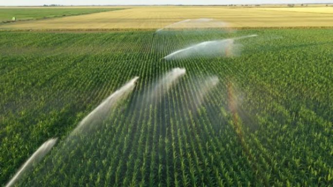 高压农用洒水器，喷雾器，喷出水柱灌溉玉米作物的上图