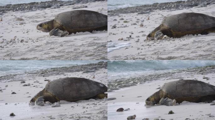 一只海龟在海滩上向大海爬行的慢动作镜头