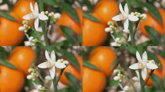 绿色柑橘树上盛开的白橙香花特写