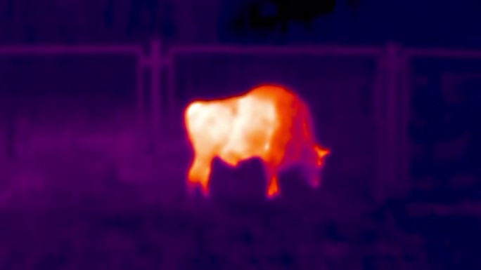 欧洲野牛在围栏后面的保护区，热视觉视图