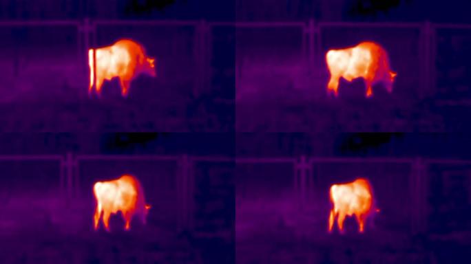 欧洲野牛在围栏后面的保护区，热视觉视图