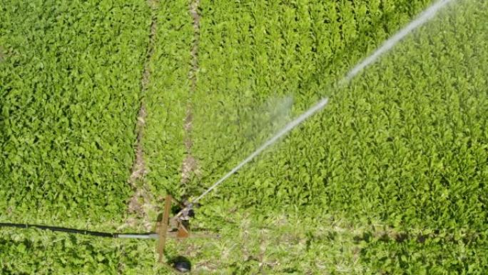 夏季作物田间灌溉浇地自动喷淋设备农田灌溉
