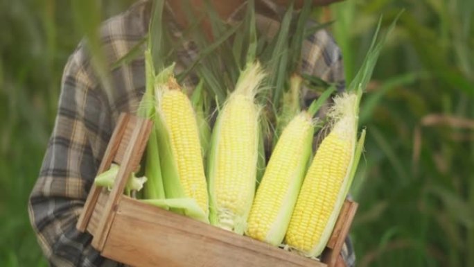 高级女农民在农业季节收获玉米，增加收入。