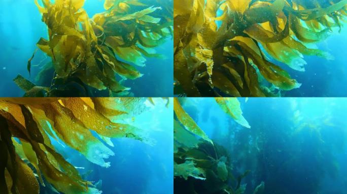 五颜六色的小鱼在绿松石水中游泳。海洋中充满活力的巨型海带森林