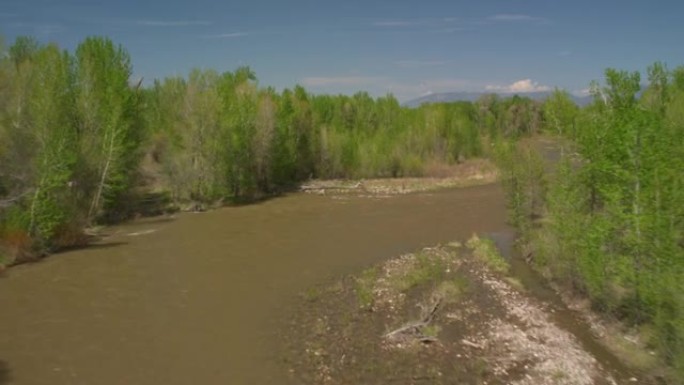 大树之间的水面上的戏剧性飞行加勒廷河在早春向北流向蒙大拿州的博兹曼时，蜿蜒穿过杨木衬砌的海岸