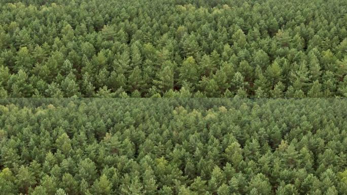 从上面看大绿森林的纹理背景。鸟瞰图自上而下的绿色森林波兰美丽的自然。飞越松树树顶和绿色云杉。生态环境