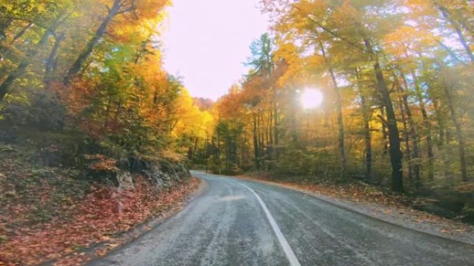 在秋天的美好的一天，沿着柏油路上的森林行驶