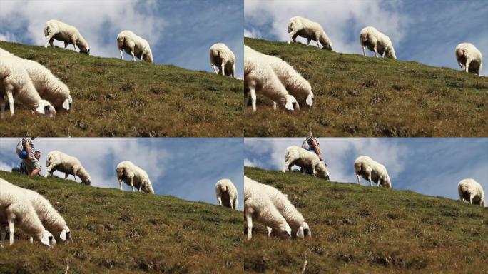 白云岩野外的免费养殖绵羊