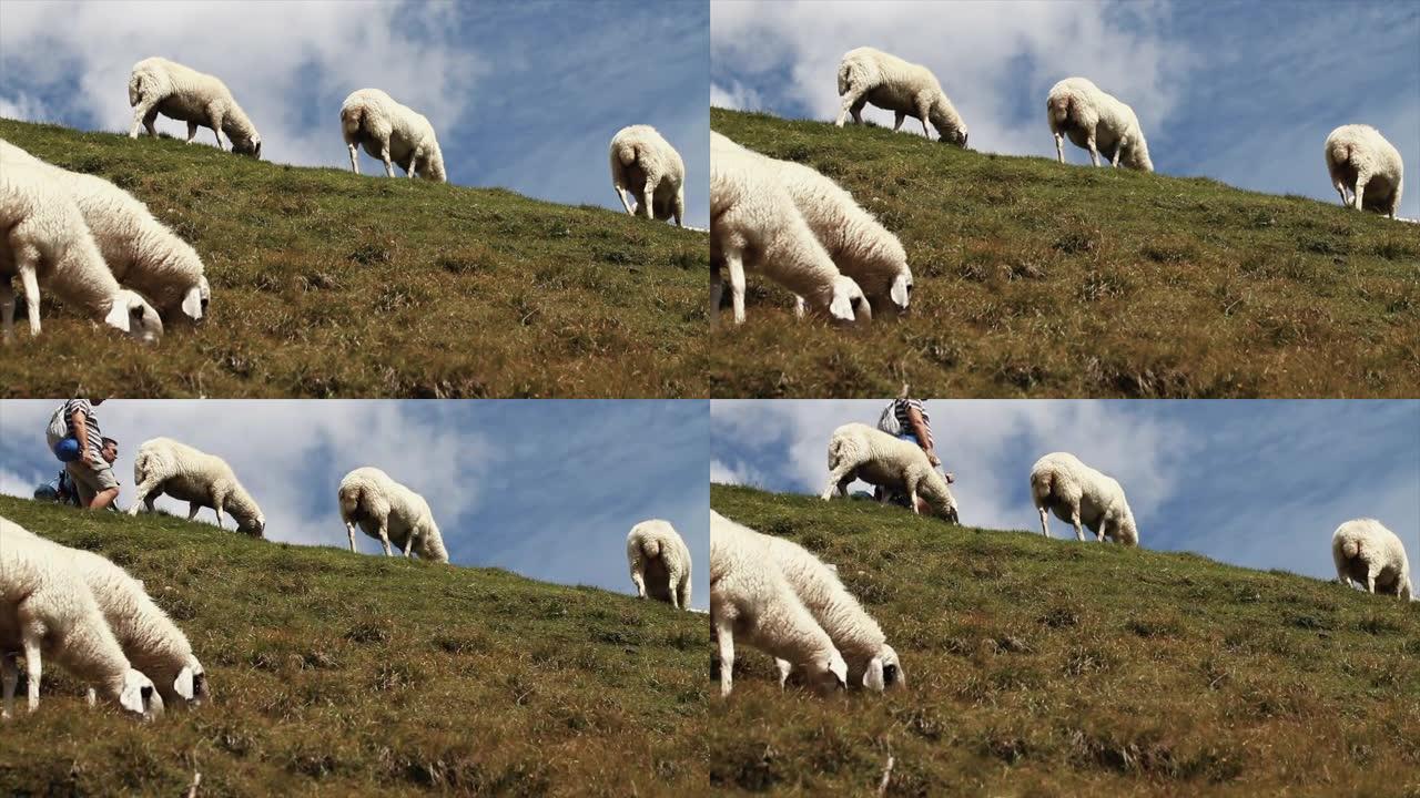 白云岩野外的免费养殖绵羊