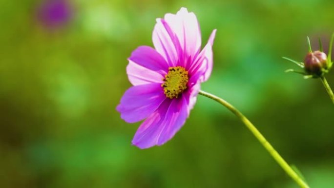 白色和粉红色的波斯菊花 (Cosmos Bipinnatus) 在风中摇曳。美丽的宇宙花盛开在田野里