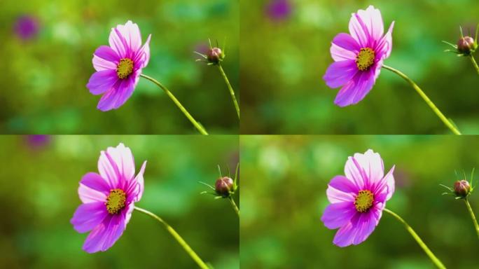 白色和粉红色的波斯菊花 (Cosmos Bipinnatus) 在风中摇曳。美丽的宇宙花盛开在田野里