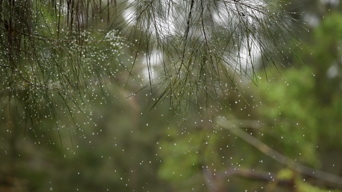 雨水水珠-慢镜头