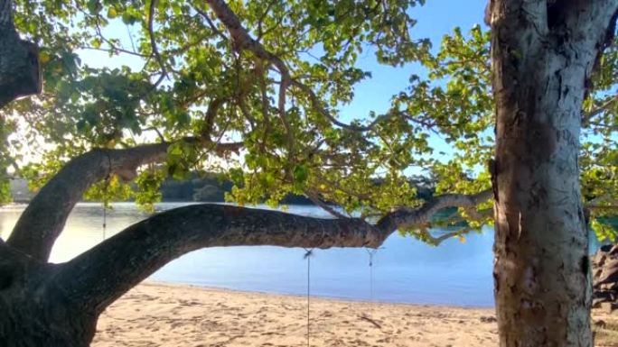 海滩树上的漂流木秋千