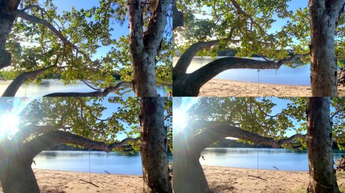 海滩树上的漂流木秋千