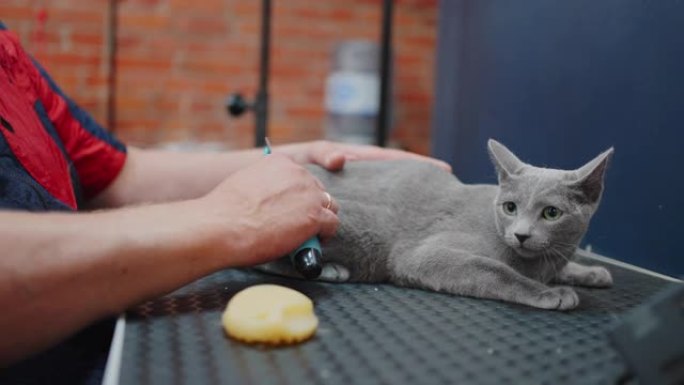 美容沙龙中猫的快速蜕皮程序，专业美容师正在刷猫