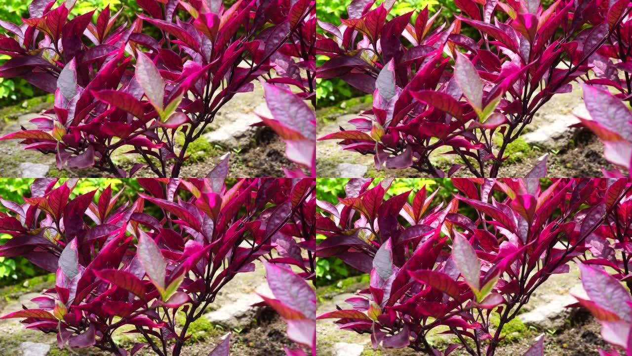 红色Aerva sanguinolenta (L.)具有自然背景的Blume