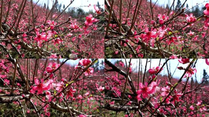 春天风景粉色的山间桃花