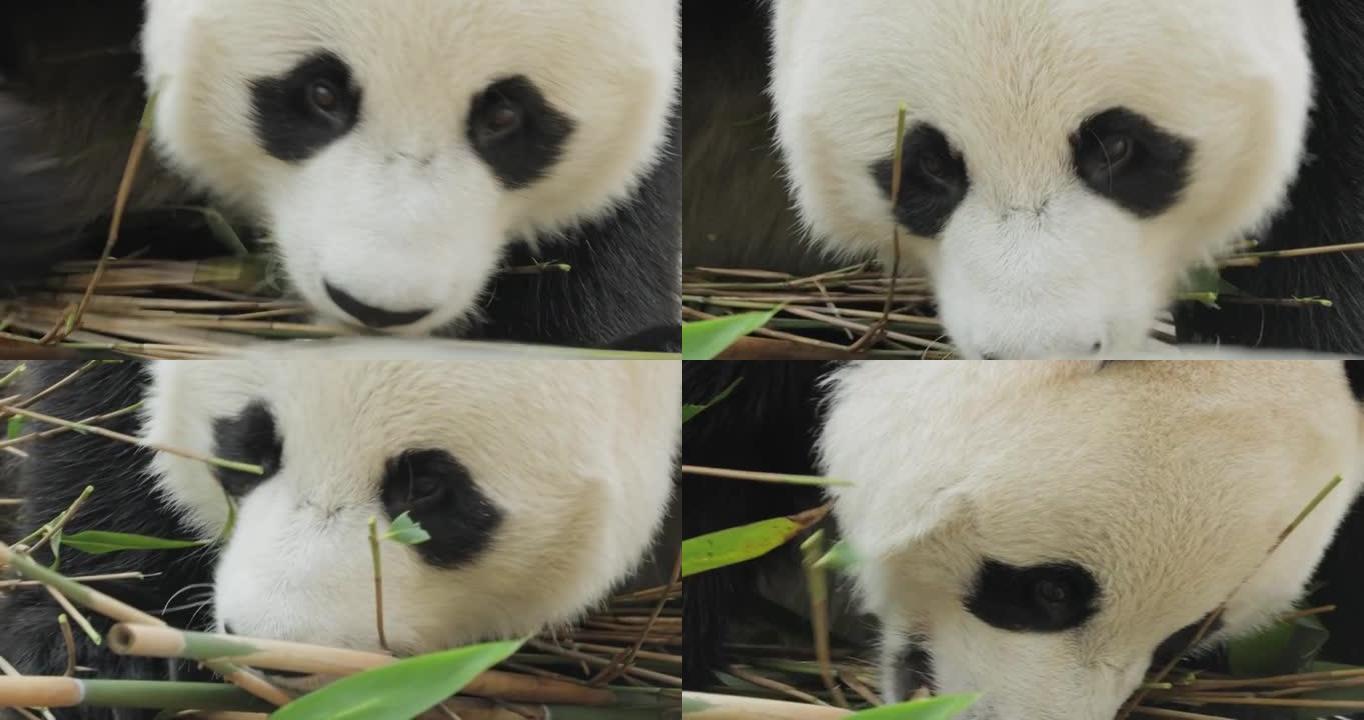 大熊猫 (Ailuropoda melanoleuca) 也被称为熊猫熊或简称为熊猫，是原产于中国中