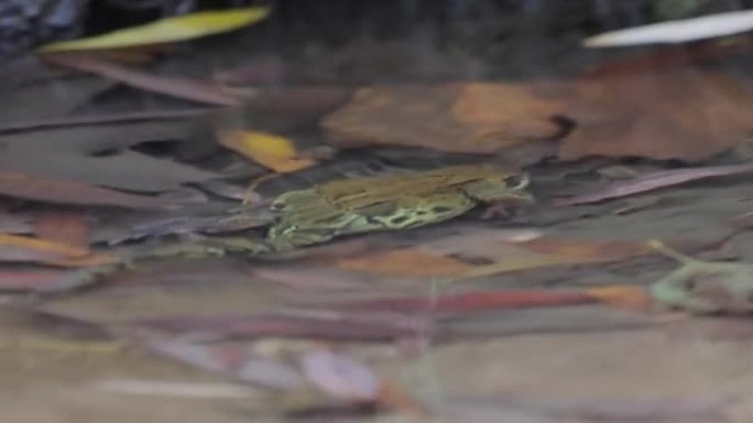 浅水中的普通青蛙。temporaria是一种原产于欧洲的陆生青蛙。